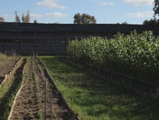 M5 TV – Csemetekerttel a növényi génmegőrzésért – 2025/20. adás – 2025.05.18.