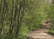 M5 TV – Szentélyerdők ismérvei és jelentőségük – 2025/20. adás – 2025.05.18.