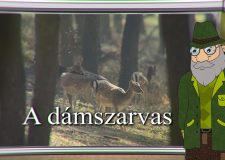 M5 TV – Erdő Ernő bácsi meséi – A dámszarvas – 2025/23. adás – 2025.06.08.