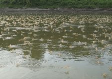 M5 TV – Virágzik a Tisza – kérészek a folyón – 2025/26. adás – 2025.06.29.
