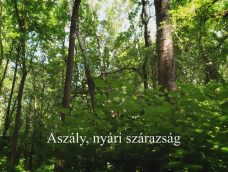 M5 TV – Nemzeti Kincsünk az Erdő – Aszály, nyári szárazság – 2025/28. adás – 2025.07.13.