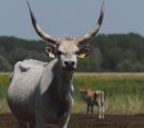 M5 TV – Erdei utakon – Reviczky Gáborral – Ajánló – 2025/27. adás – 2025.07.06. vasárnap 16:30