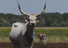 M5 TV – Erdei utakon – Reviczky Gáborral – Ajánló – 2025/27. adás – 2025.07.06. vasárnap 16:30