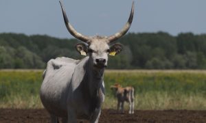 M5 TV – Erdei utakon – Reviczky Gáborral – Ajánló – 2025/27. adás – 2025.07.06. vasárnap 16:30