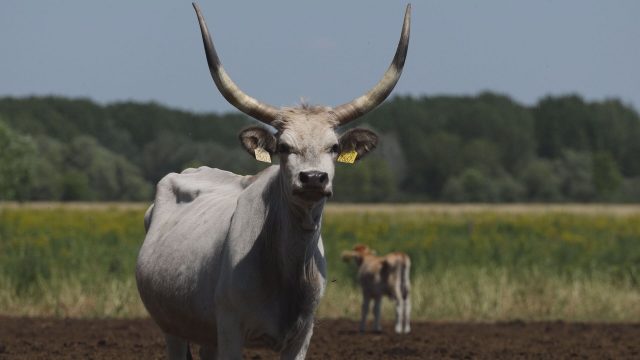 M5 TV – Erdei utakon – Reviczky Gáborral – Ajánló – 2025/27. adás – 2025.07.06. vasárnap 16:30