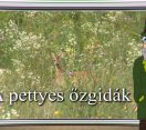 M5 TV – Erdő Ernő bácsi meséi – A pettyes őzgidák – 2025/29. adás – 2025.07.20.