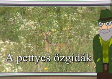 M5 TV – Erdő Ernő bácsi meséi – A pettyes őzgidák – 2025/29. adás – 2025.07.20.