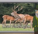 M5 TV – Erdő Ernő bácsi meséi – A szarvasbőgés – 2025/36. adás – 2025.09.07.