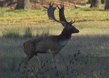 M5 TV – Vadvilág – Végéhez ért a barcogás időszaka – 2025/43. adás – 2025.10.26.