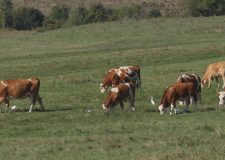 M5 TV – Gyepgondozás magyar tarka szarvasmarhával – 2025/44. adás – 2025.11.02.