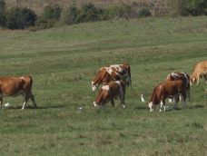 M5 TV – Gyepgondozás magyar tarka szarvasmarhával – 2025/44. adás – 2025.11.02.