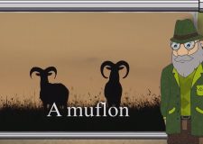 M5 TV – Erdő Ernő bácsi meséi – A muflon – 2025/44. adás – 2025.11.02.