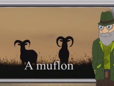 M5 TV – Erdő Ernő bácsi meséi – A muflon – 2025/44. adás – 2025.11.02.