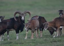 M5 TV – Vadvilág – Halkuló barcogás, felzendülő berregés – 2025/44. adás – 2025.11.02.