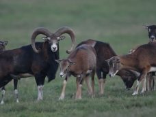 M5 TV – Vadvilág – Halkuló barcogás, felzendülő berregés – 2025/44. adás – 2025.11.02.