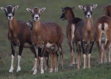 M5 TV – Erdei utakon – 2025/44. adás – 2025.11.02.