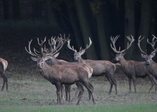 M5 TV – Vadvilág – Téli felkészülés – 2025/46. adás – 2025.11.16.