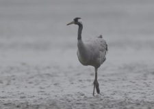 M5 TV – Erdei utakon – Ajánló – 2025/47. adás – 2025.11.23. vasárnap 16:35