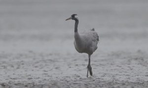 M5 TV – Erdei utakon – Ajánló – 2025/47. adás – 2025.11.23. vasárnap 16:35