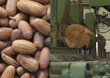 M5 TV – Egy fa útja – magtól a fűrészüzemig – 2025/48. adás – 2025.11.30.