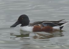 M5 TV – Madárvilág – Tél előtti vízi világ – 2025/48. adás – 2025.11.30.