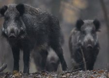 M5 TV – Erdei utakon – Ajánló – 2025/46. adás – 2025.11.16. vasárnap 16:35