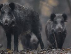 M5 TV – Erdei utakon – Ajánló – 2025/46. adás – 2025.11.16. vasárnap 16:35