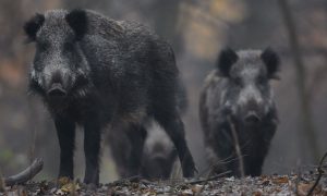 M5 TV – Erdei utakon – Ajánló – 2025/46. adás – 2025.11.16. vasárnap 16:35