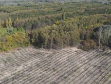 M5 TV – A szárazodó Homokhátság erdeinek jelene és jövője – 2025/46. adás – 2025.11.16.