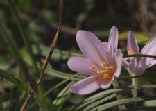 M5 TV – Őszi virágszőnyeg a Páhi-réteken – 2025/46. adás – 2025.11.16.