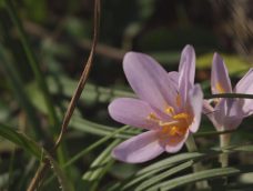 M5 TV – Őszi virágszőnyeg a Páhi-réteken – 2025/46. adás – 2025.11.16.