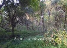 M5 TV – Nemzeti Kincsünk az Erdő – Az erdő természetessége – 2025/49. adás – 2025.12.07.