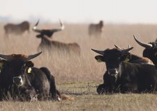 M5 TV – A hortobágyi őstulok populáció múltja és jelene – 2025/49. adás – 2025.12.07.