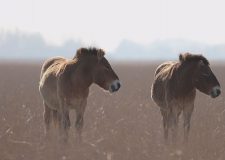 M5 TV – Vadlovak, Hortobágy síkságain – 2025/52. adás – 2025.12.28.