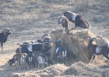 M5 TV – Vadvilág – Téli helyzetjelentés – 2025/52. adás – 2025.12.28.