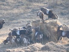 M5 TV – Vadvilág – Téli helyzetjelentés – 2025/52. adás – 2025.12.28.