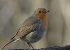 M5 TV – Madárvilág – Év végi madárles – 2025/52. adás – 2025.12.28.