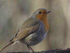 M5 TV – Madárvilág – Év végi madárles – 2025/52. adás – 2025.12.28.