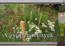 M5 TV – Erdő Ernő bácsi meséi – A gyógynövények – 2025/49. adás – 2025.12.07.