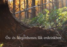 M5 TV – Nemzeti Kincsünk az Erdő – Ős- és idegenhonos fák erdeinkben – 2026/3. adás – 2026.01.18.