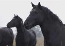 M5 TV – Egy magyar lófajta nyomában: a muraközi lovak – 2026/2. adás – 2026.01.11.