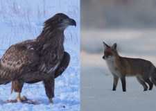 M5 TV – Vadvilág – Hófödte tájon, erdőn, mezőn, víz közelben – 2026/4. adás – 2026.01.25.