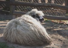 M5 TV – Erdei utakon – Ajánló – 2026/5. adás – 2026.02.01. vasárnap 16:40