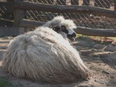 M5 TV – Erdei utakon – Ajánló – 2026/5. adás – 2026.02.01. vasárnap 16:40