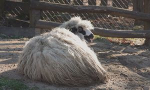 M5 TV – Erdei utakon – Ajánló – 2026/5. adás – 2026.02.01. vasárnap 16:40