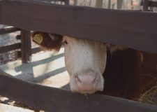 M5 TV – Budakeszi Vadaspark – téli kitekintő – 2026/5. adás – 2026.02.01.