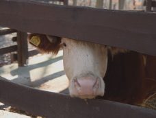 M5 TV – Budakeszi Vadaspark – téli kitekintő – 2026/5. adás – 2026.02.01.