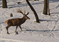 M5 TV – Vadvilág – A tél csendje a lassan eltűnő havas tájon – 2026/5. adás – 2026.02.01.