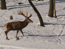 M5 TV – Vadvilág – A tél csendje a lassan eltűnő havas tájon – 2026/5. adás – 2026.02.01.