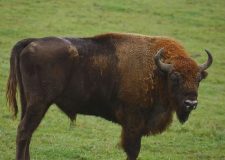 M5 TV – Kondorfai táj: a vadlovak és a bölények hazája – 2026/3. adás – 2026.01.18.